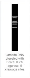0,7% агарозный гель-электрофорез с результатами гидролиза ДНК фага лямбды эндонуклеазой рестрикции EcoRI (5 сайтов рестрикции)
