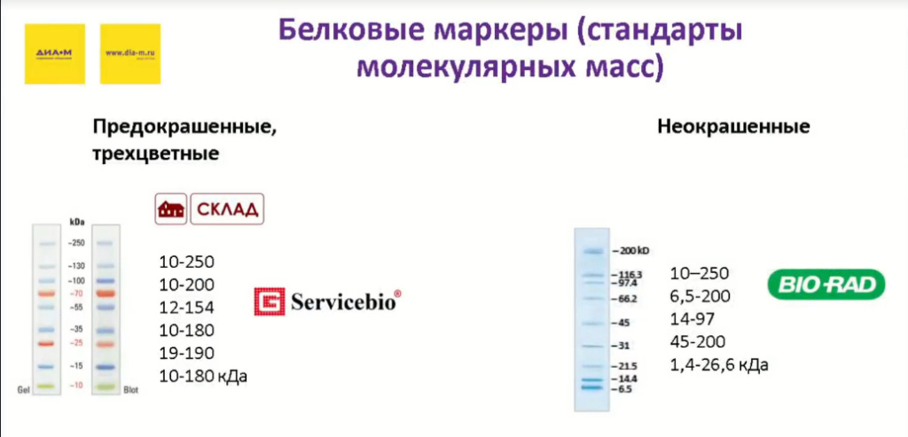Белковые маркеры (стандраты молекулярных масс)