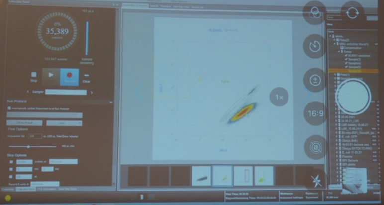 Популяция эритроцитов