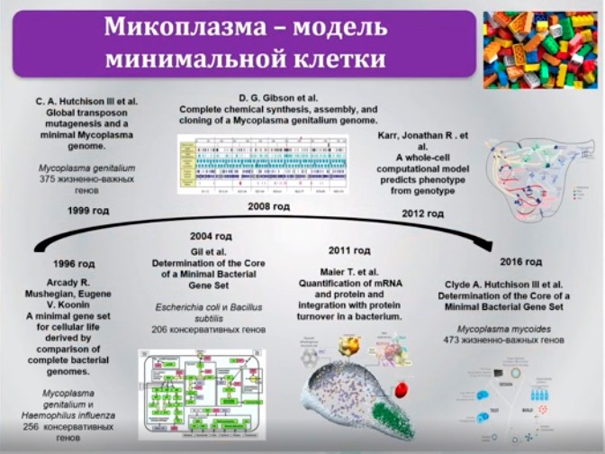 микроплазма модель минимальной клетки
