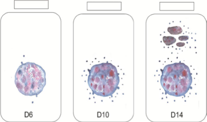 Повышение концентраций внеклеточных везикул (ВВ) в ходе культивирования клеток в биореакторе с исследованием выделенных внеклеточных везикул проточным цитометром