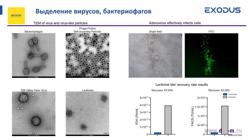 Выделение вирусов и бактериофагов