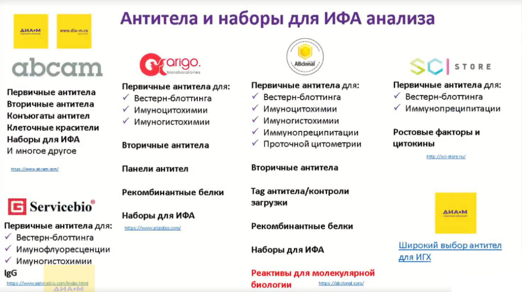 Антитела и наборы для ИФА анализа