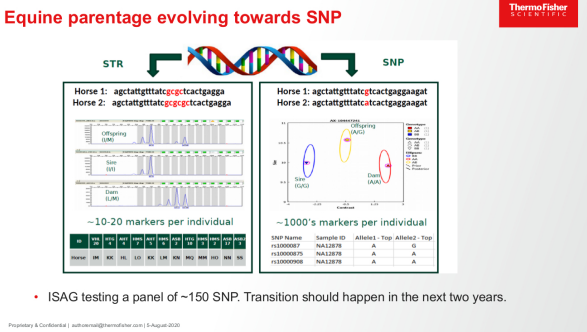 Генотипирование в коневодстве