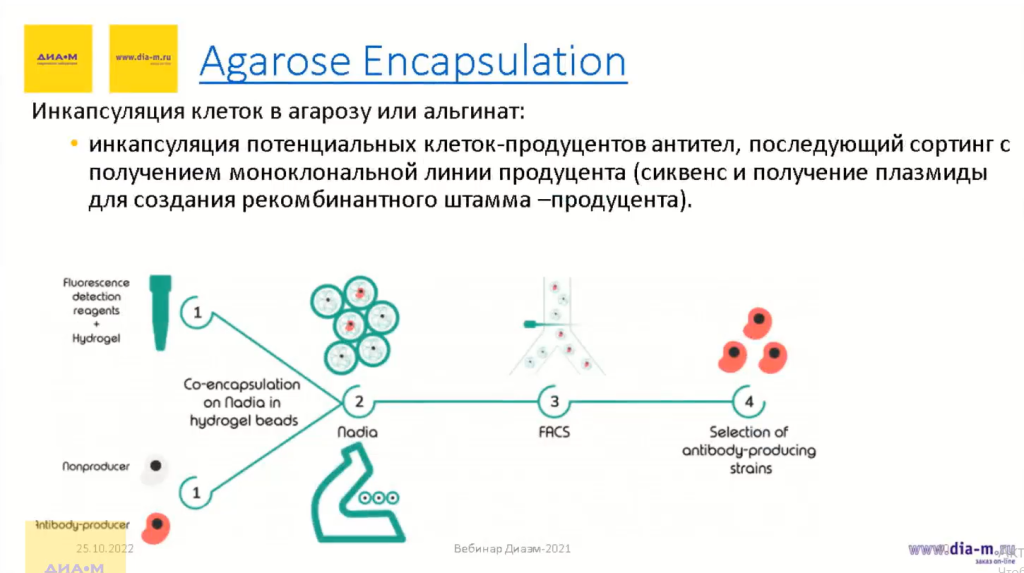 Agarose Encapsulation
