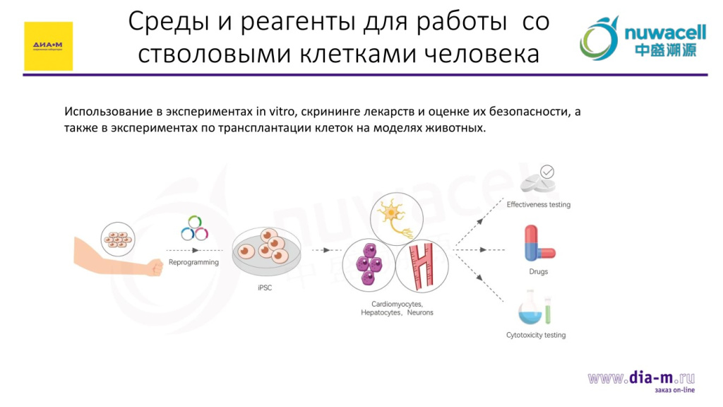 Среды и реагенты для работы со стволовыми клетками челвоека-1
