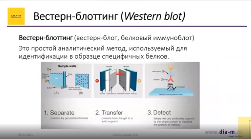 Вестерн-блоттинг (Western blot)