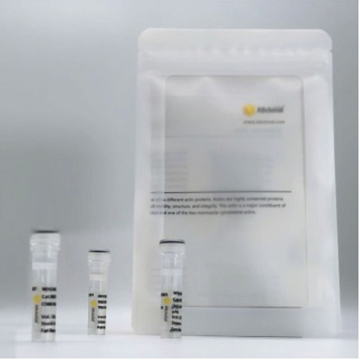 Антитела [KO Validated] APP кроличьи, моноклональные