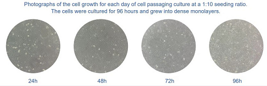 Бессывороточные среды для клеток VERO, Bioengine, Китай