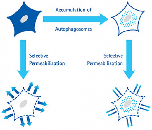 Набор для анализа аутофагии Muse Autophagy LC3-Antibody Based Kit, 200 тестов Фото 1