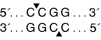  Эндонуклеаза рестрикции MspI, 20 000 ед/мл, New England Biolabs