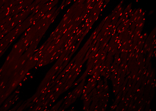 Пропидий йодид, раствор 100 мкг/мл, в растворе, Servicebio, Китай