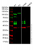 Клеточная линия Human CD47 knockout HEK293T cell line Фото 1