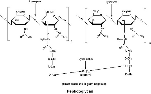 Лизоцим, для молекулярной биологии, NeoFroxx, Германия