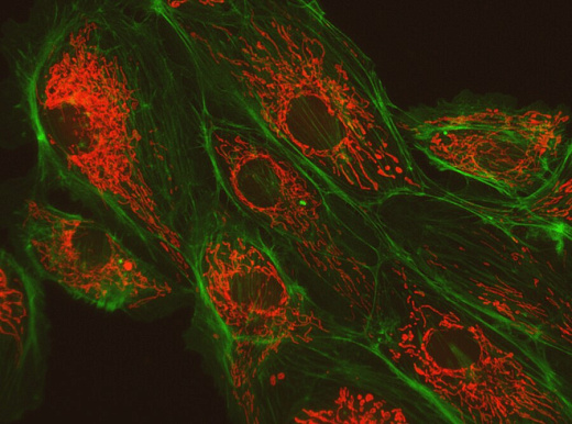 Эндотелиальные клетки легочной артерии крупного рогатого скота (BPAE), меченные MitoTracker Red CMXRos для выявления митохондрий