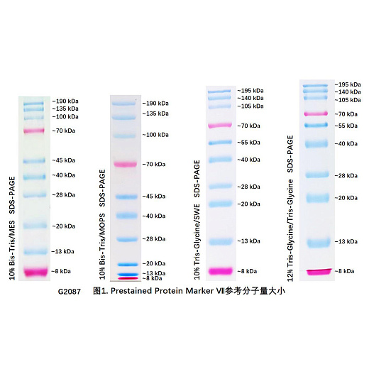 Маркер молекулярного веса белков, 30-209 кДа, предокрашенные, Western Protein Marker II, для ECL-детекции, 250 мкл, Servicebio, Китай
