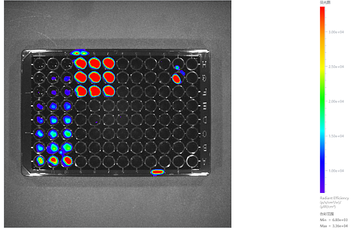 Примеры визуализации флуоресценции разных объектов исследования