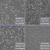Клеточная линия Human CD47 knockout HEK293T cell line Фото 3