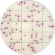 Тест-пластины KangarooSci для определения количества Staphylococcus aureus, 12шт./уп.