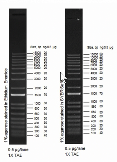 Маркер длин ДНК TrackIt 1 Kb Plus, 18 фрагментов от 100 до 15000 п.н.; готовый к применению; 0,1 мкг/мкл Фото 1