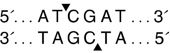 Эндонуклеаза рестрикции ClaI, 10 000 ед/мл, New England Biolabs