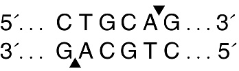  Эндонуклеаза рестрикции PstI, 10 0000 ед/мл, New England Biolabs