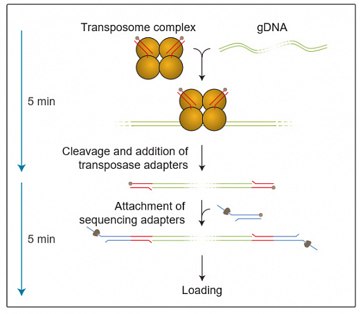 Набор для быстрого секвенирования геномной ДНК, Rapid Sequencing Kit