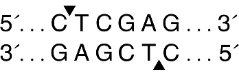  Эндонуклеаза рестрикции XhoI, 20 000 ед/мл, New England Biolabs