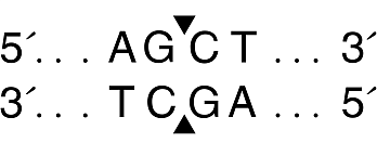 Эндонуклеаза рестрикции AluI, 100 000 ед/мл, New England Biolabs