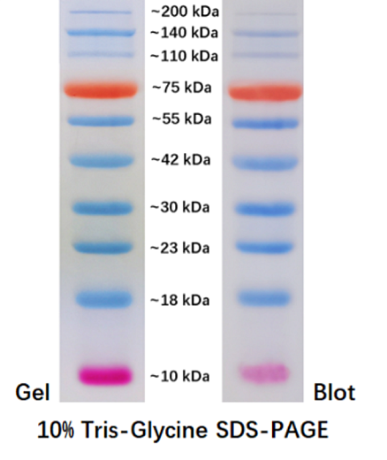 Маркер молекулярного веса белков, 10-200 кДа, предокрашенные