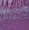 Камера цифровая HD LCD Digital Microscope Camera, BLC-600, 6 Мп, BestScope