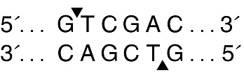  Эндонуклеаза рестрикции SalI, 100 000 ед/мл, New England Biolabs