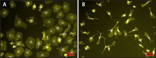 Липополисахарид из E.coli/Lipopolysaccharides from E.coli, 0111:B, 10 мг, Sigma