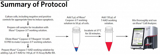 Набор для анализа апоптоза (активные каспазы-3/7) Muse Caspase-3/7 Kit, 100 тестов Фото 2