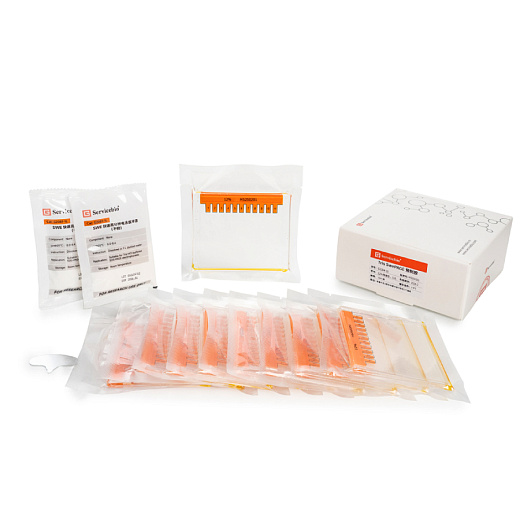 Гель для электрофореза белков полиакриламидный готовый Tris Swe Page Pre-Cast Gel, 11 лунок, 12%, Servicebio, Китай