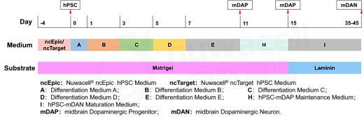 Схема дифференцировки mDAN, из hPSC, с использованием набора для дифференцировки hPSC-Dopaminertic Neuron