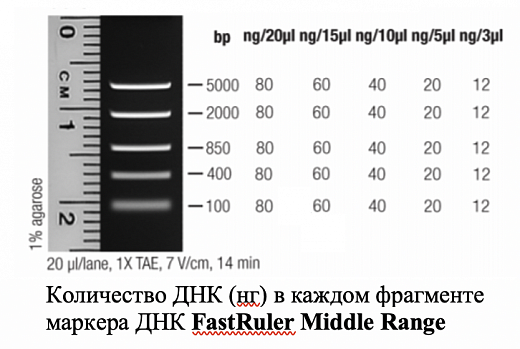 Маркер длин ДНК FastRuler Middle Range, 5 фрагментов от 50 до 1500 п.н., готовый к применению Фото 1