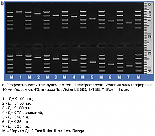 Маркер длин ДНК FastRuler Ultra Low Range, 5 фрагментов от 10 до 200 п.н., готовый к применению Фото 3