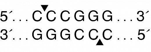  Эндонуклеаза рестрикции XmaI, 10 000 ед/мл, New England Biolabs