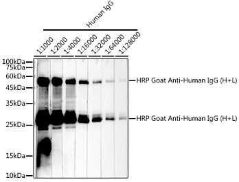 Антитела Anti-Human IgG (H+L) козьи, поликлональные, конъюгированные с HRP, вестерн-блоттинг