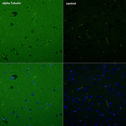 Антитела Anti-Mouse IgG (H+L) козьи, поликлональные, конъюгированные с ABflo (TM) 488, иммунофлуорисцентный анализа