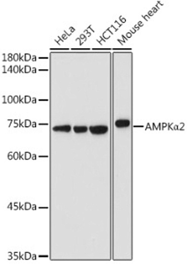 Антитела [KO Validated] AMPKα2 кроличьи, поликлональные