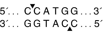  Эндонуклеаза рестрикции NcoI, 10 000 ед/мл, New England Biolabs