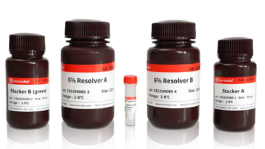 Наборы реагентов для заливки гелей 6%, 8%, 10%, 12% или 15% SDS-PAGE зеленого цвета, 50 гелей, Servicebio, Китай