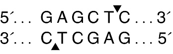  Эндонуклеаза рестрикции SacI, 20 000 ед/мл, New England Biolabs